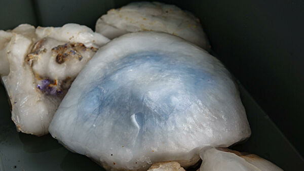 В России будут добывать лечебный белок из вредоносных медуз