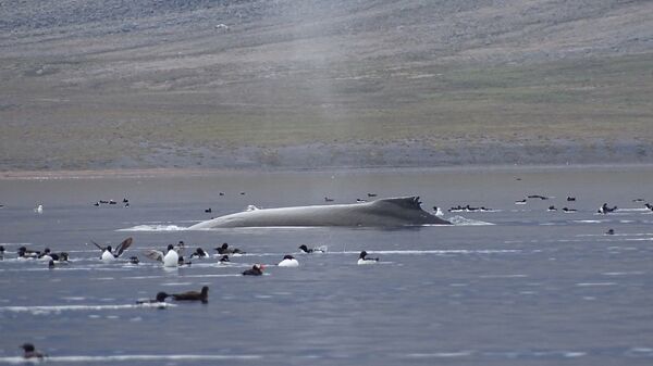 Ученые приблизились к разгадке причины запаха "вонючих" китов на Чукотке