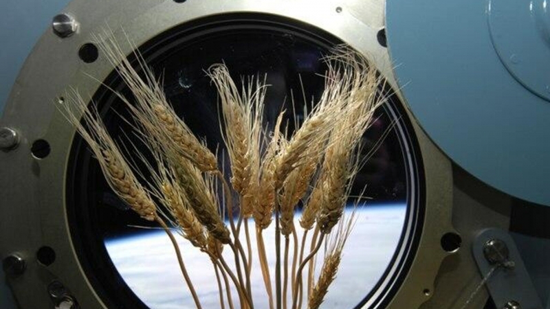 Самарские ученые хотят отправить в космос "потомков" растений-космонавтов
