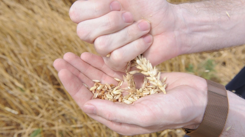 В России научились делать полезную муку из низкосортного зерна