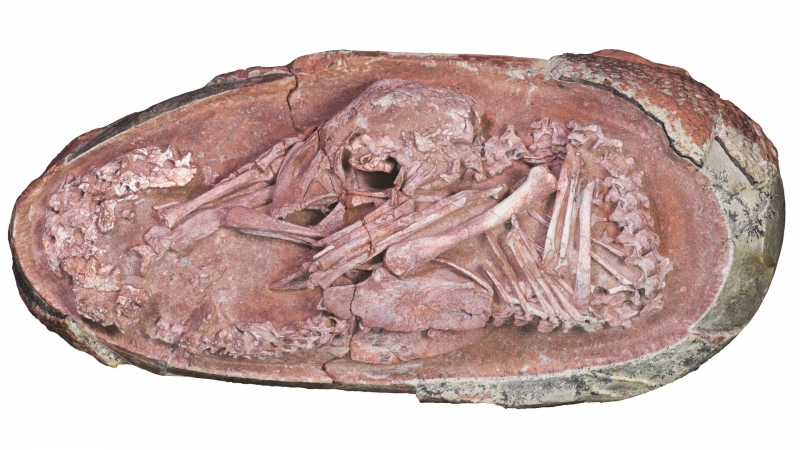 На острове Русском нашли кости ихтиозавра возрастом 230 миллионов лет