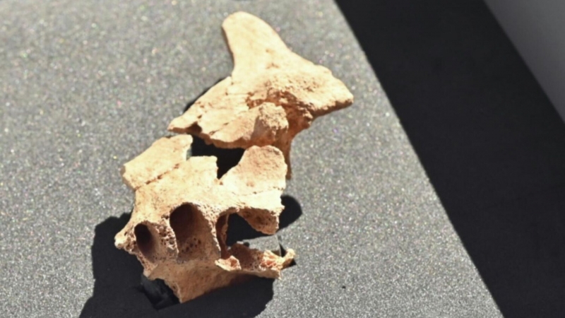Ученые в Испании обнаружили останки самого древнего европейца