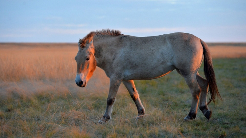 Предок лошади Пржевальского. Прародитель или тупиковая ветвь?