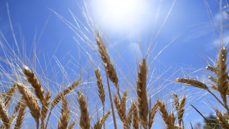 Омские ученые создали импортозамещающую твердую пшеницу для макарон