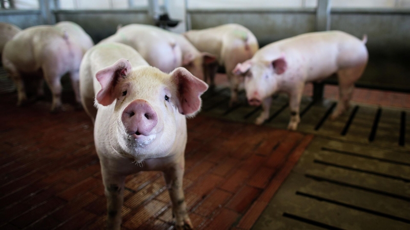 Американские ученые смогли оживить свинью спустя час после смерти