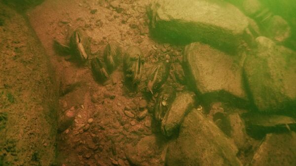 Ученые выяснили, как путешествовал по миру вымирающий моллюск