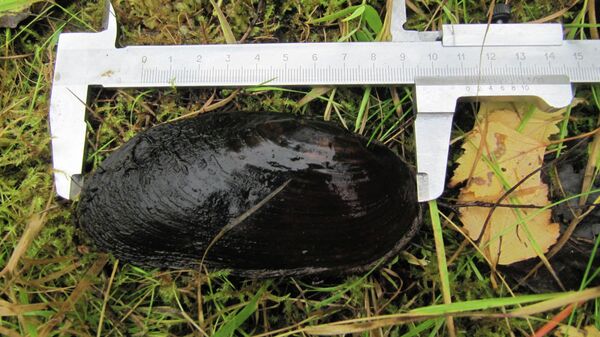 Ученые выяснили, как путешествовал по миру вымирающий моллюск