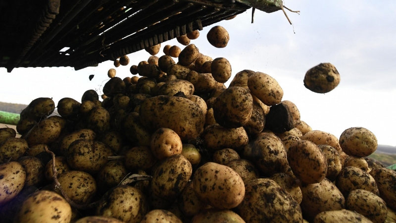 Новый препарат для защиты картофеля от болезней создали в России