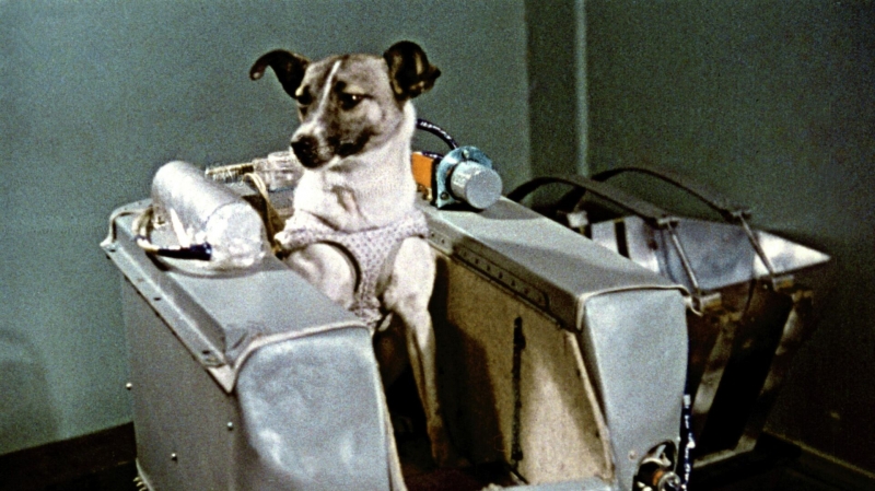 Запуск первого в мире биологического спутника с собакой на борту (1957)