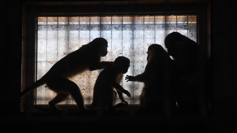 Американские ученые сообщили о дефиците подопытных обезьян, сообщили СМИ