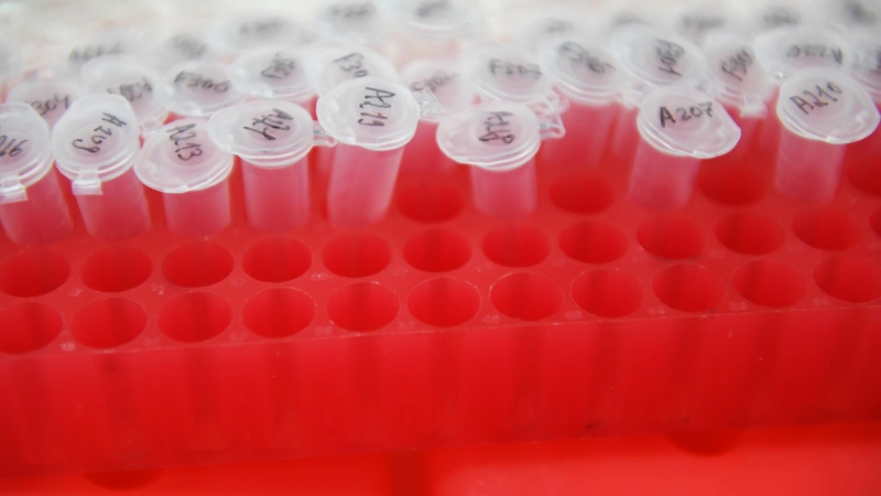 В КФУ повысили точность проверки действия лекарств на раковые клетки