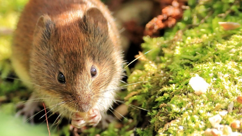 Ученые научились предсказывать очаги распространения "мышиной лихорадки"