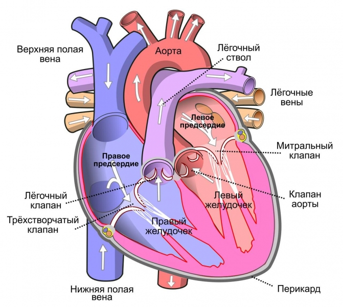Шар или "груша". Ученые узнали, какая форма сердца опасна для жизни
