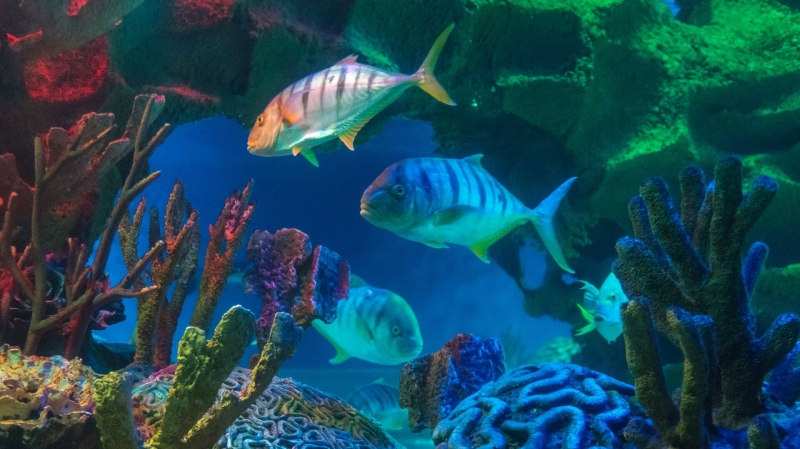 В Приморском океанариуме генетически модифицированные рыбы дали потомство