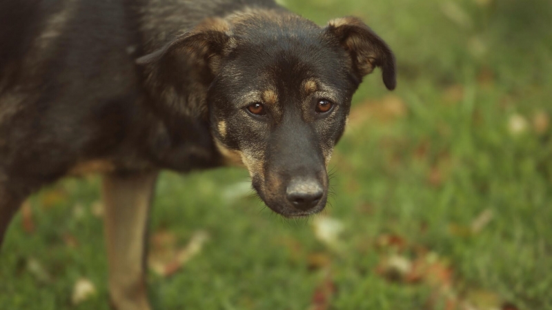 В Индии у бродячих собак нашли устойчивый к лекарствам грибок