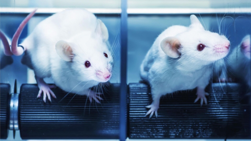 Все как у мышей. Ученые обнаружили связь аутизма и чувства удовольствия