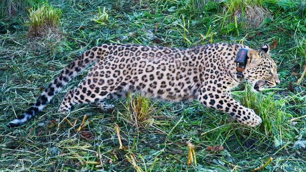В Центре восстановления леопарда самку Ачипсе выпустили в дикую природу