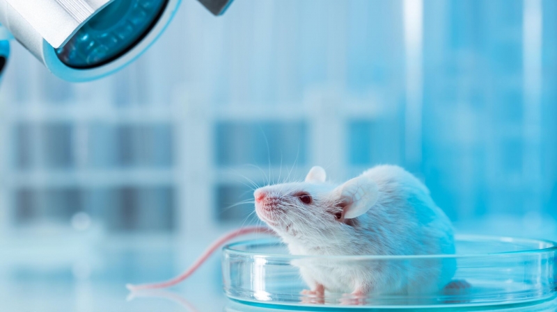 Все как у мышей. Ученые обнаружили связь аутизма и чувства удовольствия