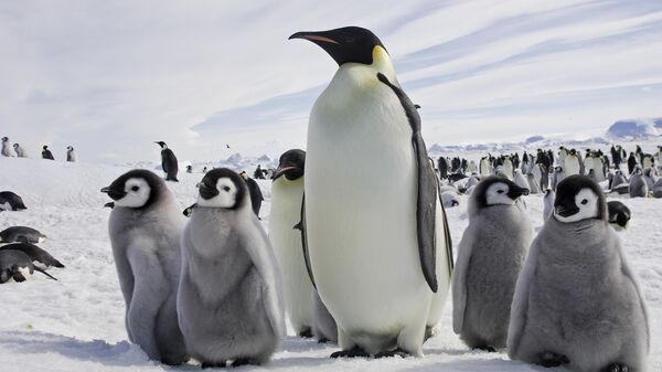 Не успели опериться. Императорские пингвины исчезнут к концу столетия