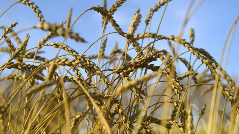 В России научили комбайны искать "иголки" в стогах сена