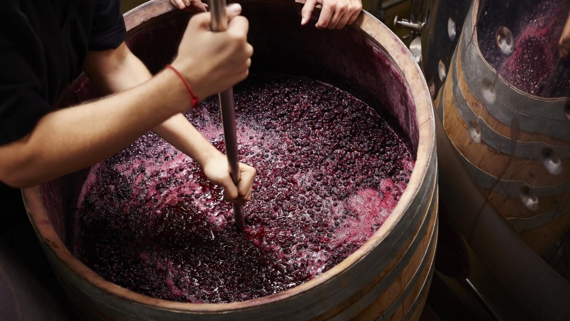Российские ученые оценили пищевую пользу отходов виноделия