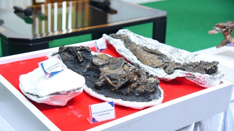 В Таиланде нашли новый вид вымершего аллигатора времен ледникового периода