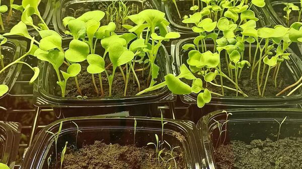 В России создали безопасные методы обогащения растений селеном и йодом