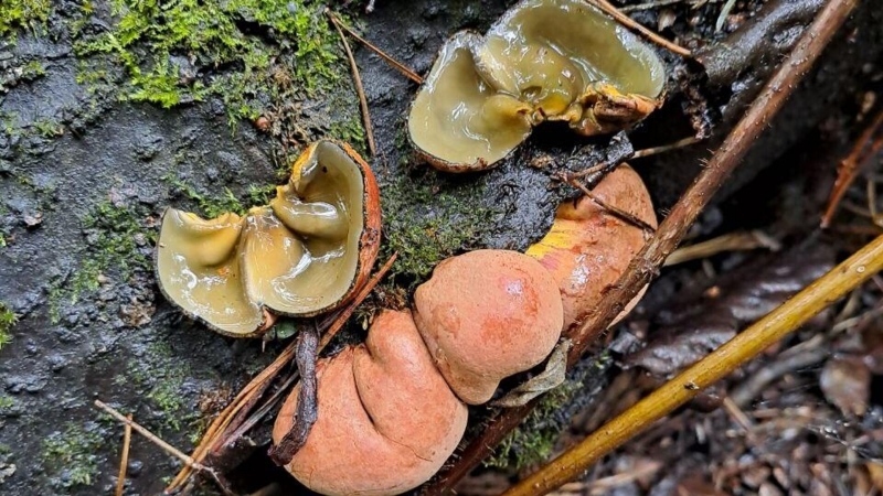 В Томской области ученые нашли 20 редких видов грибов