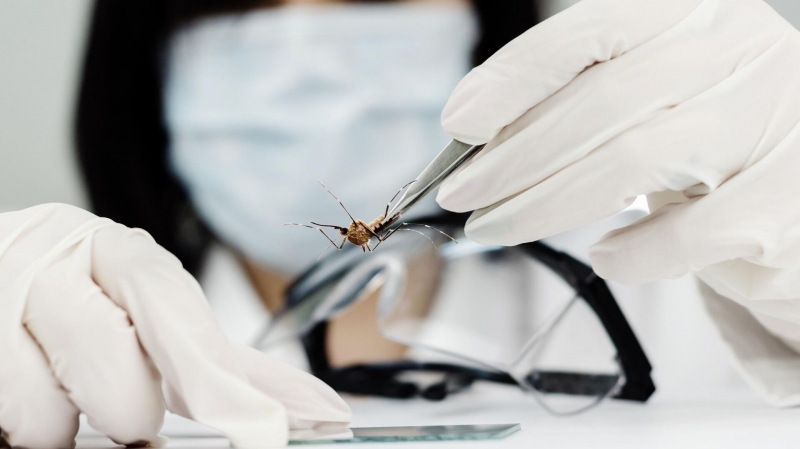 В Европе распространяется опасный вирус. Ученые винят агрессивных комаров
