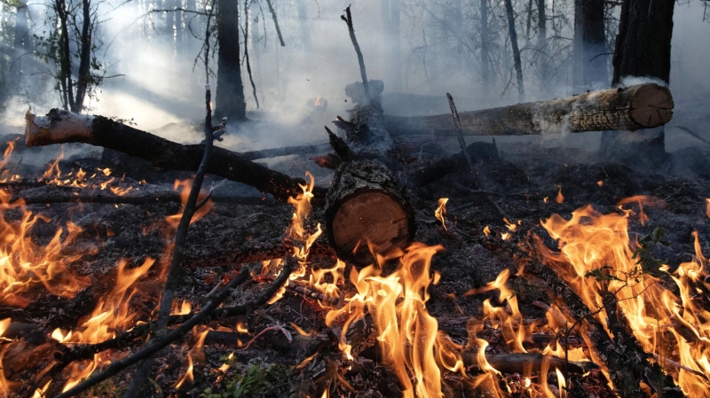 В России выявили условия естественного восстановления леса