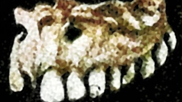 Отрубленные челюсти. Ученые нашли следы финнов в Поволжье