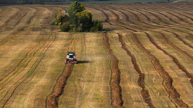 Сибирские ученые смогли почти вдвое повысить урожайность кукурузы