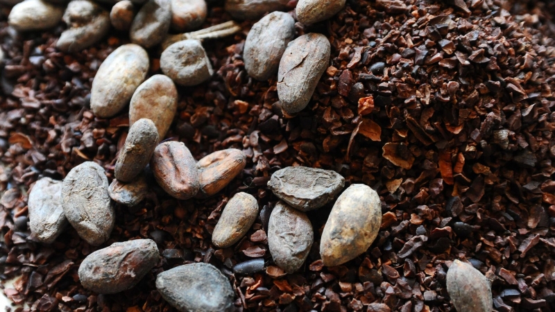 Россия может начать выращивание какао-бобов, считает эксперт
