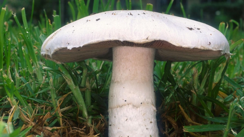 Вырос на коже. Найденный в лесу гриб шокировал ученых