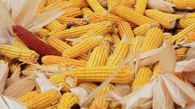 Сибирские ученые смогли почти вдвое повысить урожайность кукурузы
