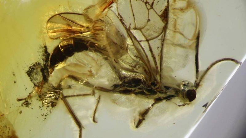 В Калининграде в янтаре нашли новый вид древней осы