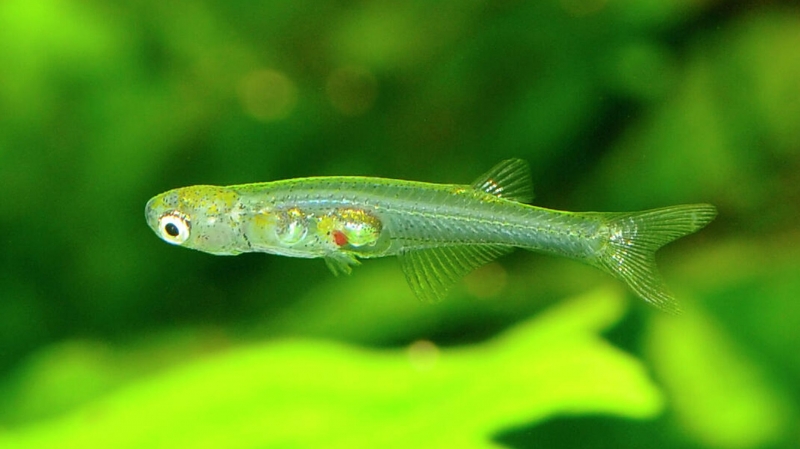 Гудит как истребитель: ученых удивила особенность крошечной рыбки из Мьянмы