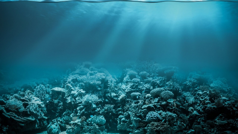 Ученые выделили из морских лилий вещества с противоопухолевыми свойствами
