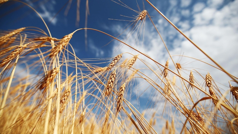 Российские ученые нашли способ повысить устойчивость пшеницы к засухе