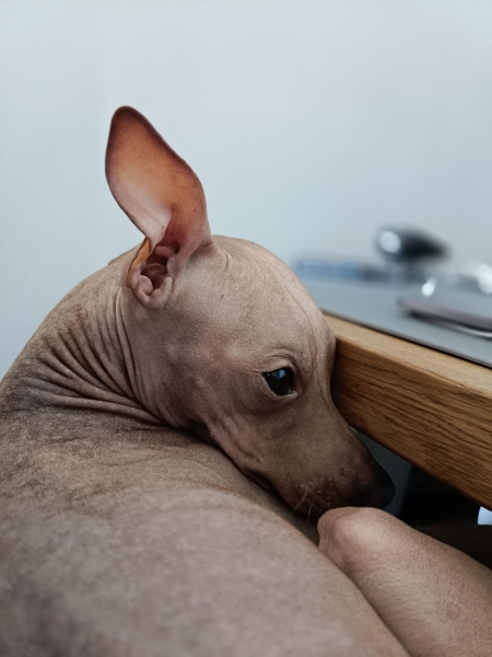 Обзор OPPO Reno11: доступный смартфон с флагманской портретной камерой