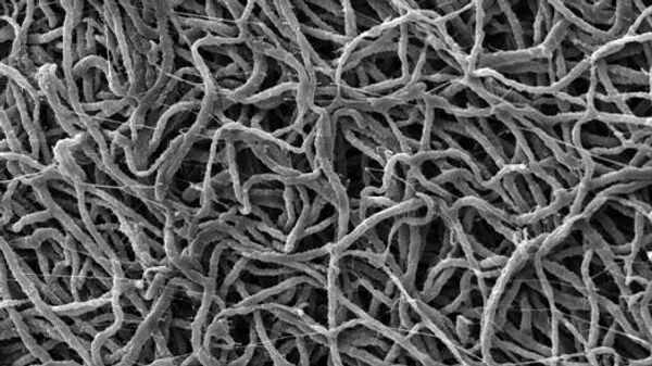 Российские ученые пересмотрели "золотой стандарт" в стоматологии