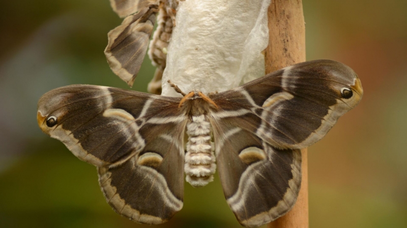 В России предложили создавать необычный шелк