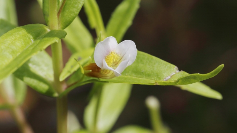 В России научили искусственный интеллект находить метастазы в костях