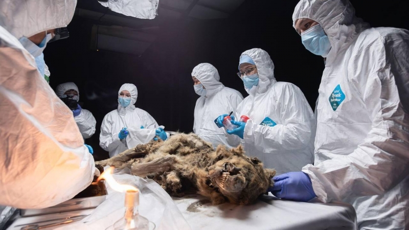 Ученые провели аутопсию волка возрастом более 44 тысяч лет