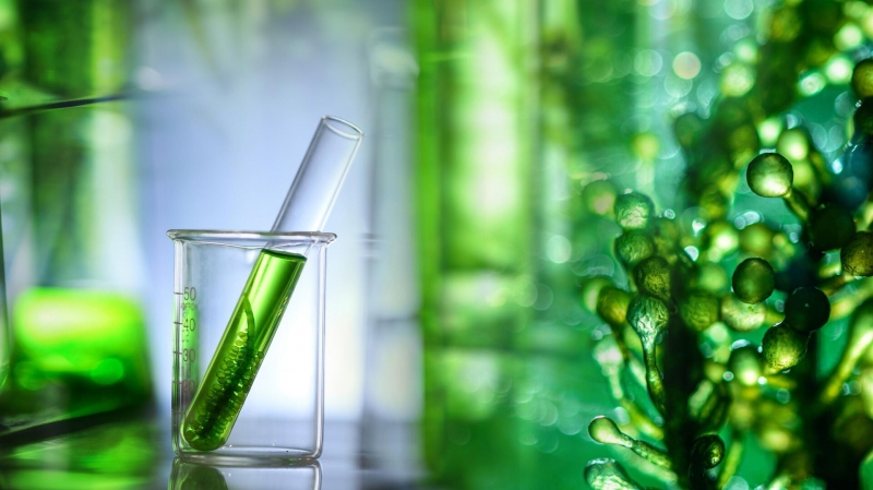 Ученые предложили орошать мусорные полигоны микроводорослями