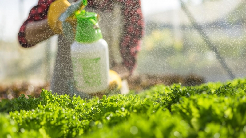 Ученые предложили цитрусовую замену сельскохозяйственным ядам