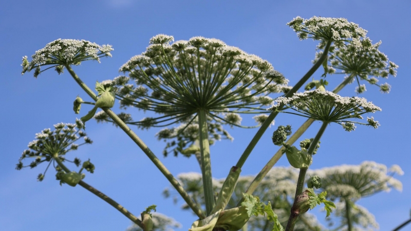 Пермские ученые придумали, как извлечь пользу из борщевика