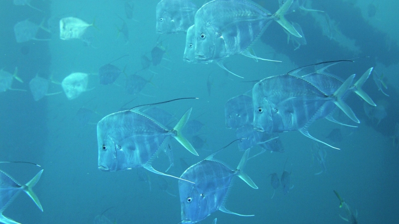 Академик рассказал, как исследования сознания животных могут развить этику