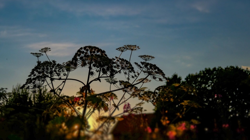 Пермские ученые придумали, как извлечь пользу из борщевика