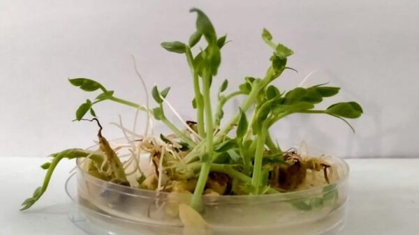 В России придумали, как повысить урожай гороха